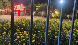 Em có bán bông Cúc trang trí Tết đầy đủ các kích cỡ