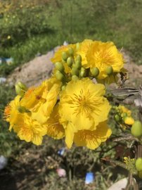 Giảo đẹp bông chùm dễ thương