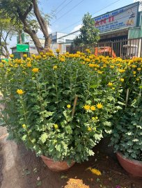 Cúc chậu size 50