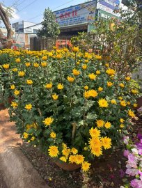 Cúc chậu size 50