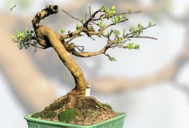 VŨ ĐIỆU SAMBA