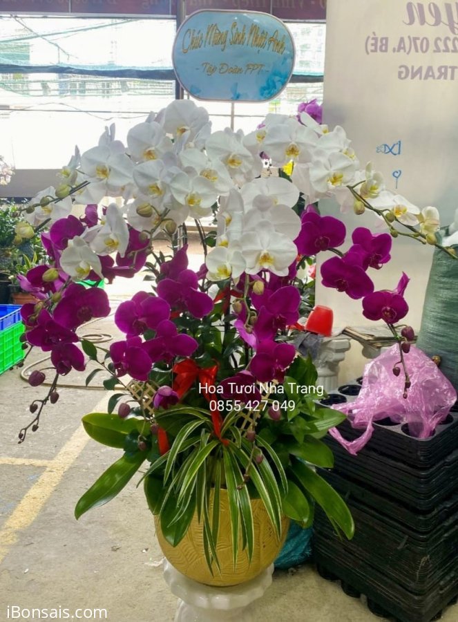 Shop Hoa Tuoi Nha Trang - Anh Tuan 11 A Nguyen Trai