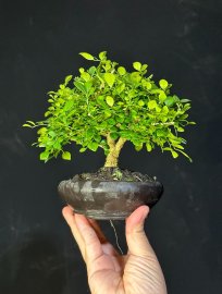 Nguyệt lá rí siêu mini