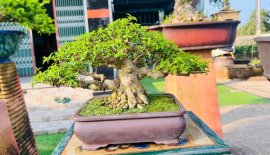 Lộc Lá đầu năm