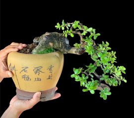 Chốt cái cho đầu năm rực rở nào