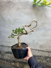 330k e bao ship ạk sam hương