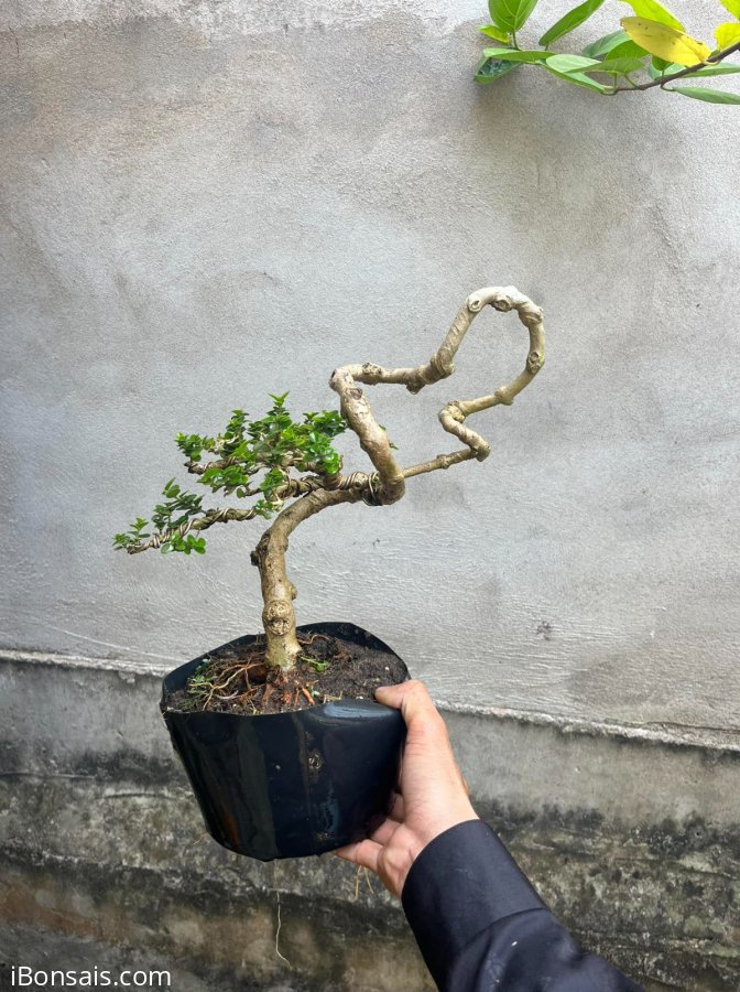 330k e bao ship ạk sam hương