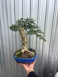 Sam trái thuần chậu
