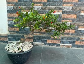 Hải châu lộc đầu xuân 1tr bao ship