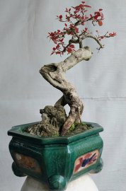 Hồng quân núi.