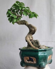 Hồng quân núi.
