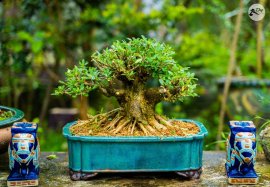 Linh Sam siêu bông chào ngày mới ạ 