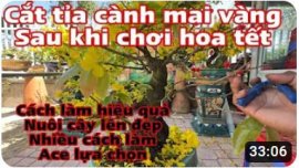Cắt tỉa cành mai vàng sau khi chơi hoa tết