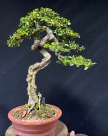 Văn nhân vẫn là 1 thứ gì đó cực phẩm trong mắt của Vườn