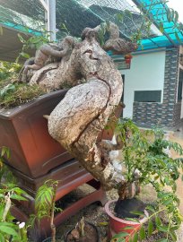 Lò luyện cóc tinh