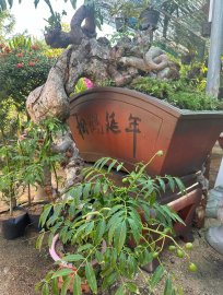 Lò luyện cóc tinh