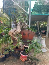 Lò luyện cóc tinh