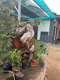 Lò luyện cóc tinh