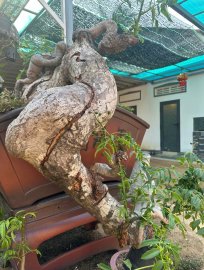 Lò luyện cóc tinh