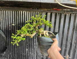 Sam trái bay rồi sẽ bay về đâu
