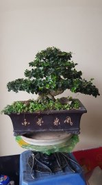 Nét đẹp cổ thụ thiên nhiên thu nhỏ