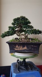 Nét đẹp cổ thụ thiên nhiên thu nhỏ