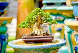 Sam hương mini