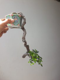 Em Du dáng đổ treo ít gặp...