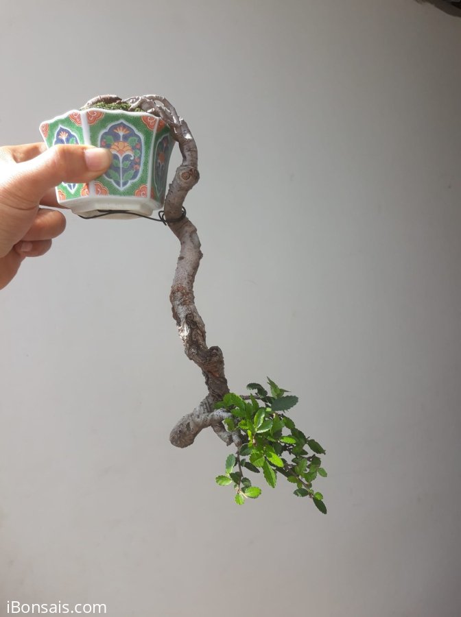 Em Du dáng đổ treo ít gặp...