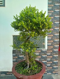 Hải châu, giá khởi điểm 6 triệu