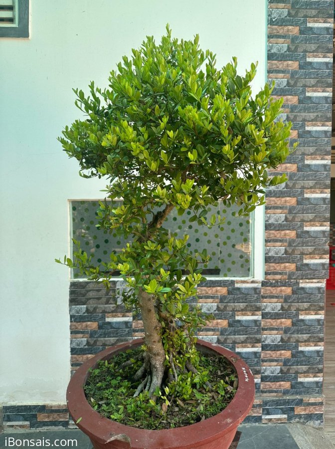 Hải châu, giá khởi điểm 6 triệu