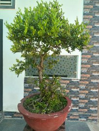 Hải châu, giá khởi điểm 6 triệu