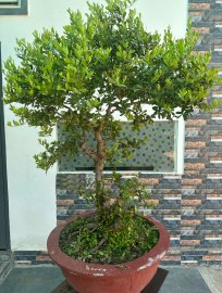 Hải châu, giá khởi điểm 6 triệu