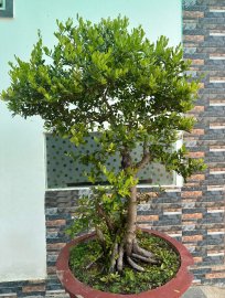 Hải châu, giá khởi điểm 6 triệu