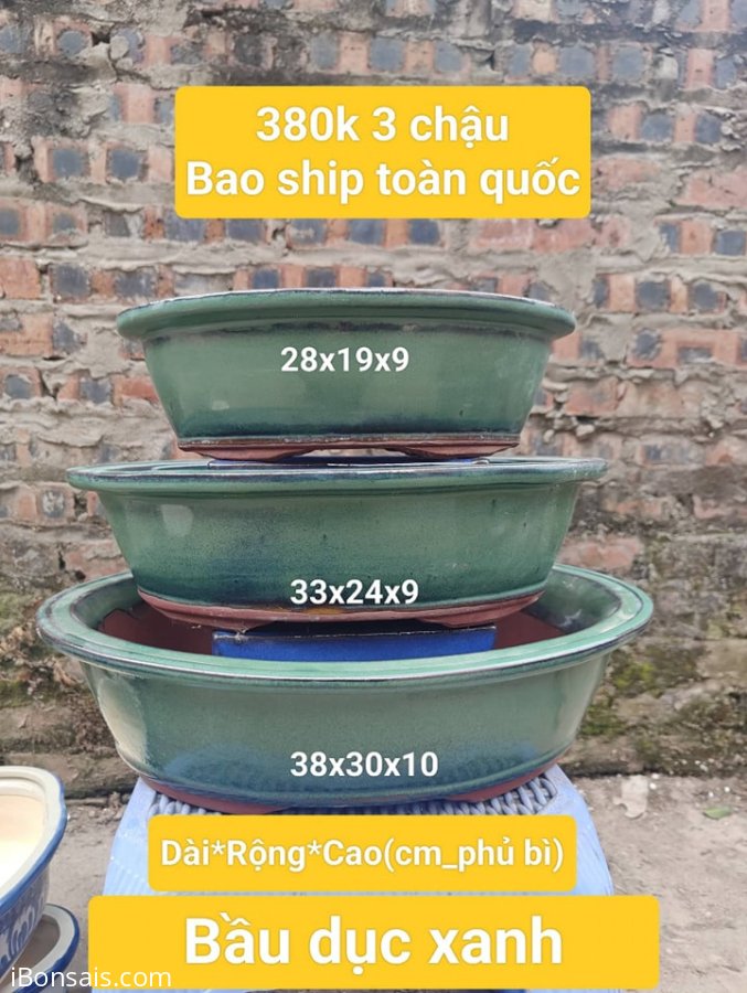 Bầu dục xanh