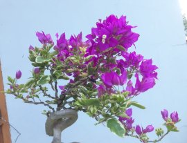 Hoa Giấy cẩm thạch tím siêu bông lại rộ hoa...