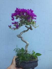 Hoa Giấy cẩm thạch tím siêu bông lại rộ hoa...