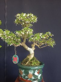 Mai chiếu thủy say hoa!!