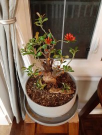 My lotus ixora is blooming