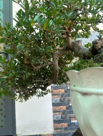 Hải châu biển đảo