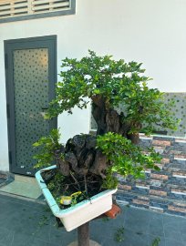 Cẩm thị