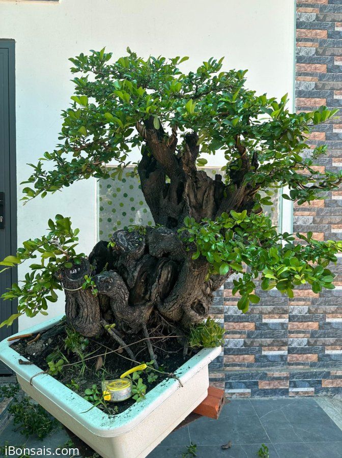 Cẩm thị