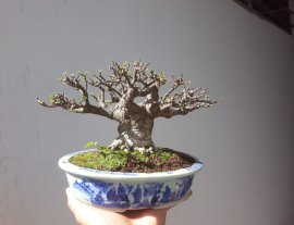 Mai lá lớn phom thiên nhiên...