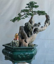 Găng vàng.