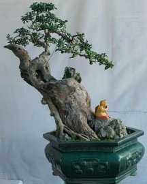 Găng vàng.