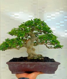 Mai chiếu thủy, giá khởi điểm chỉ 5.5 triệu