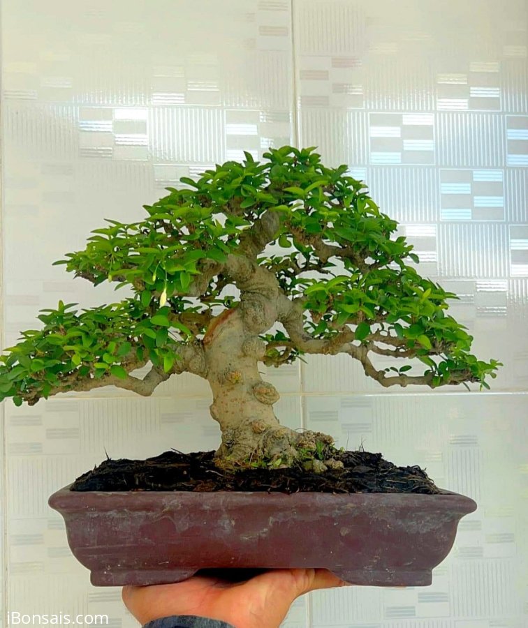 Mai chiếu thủy, giá khởi điểm chỉ 5.5 triệu