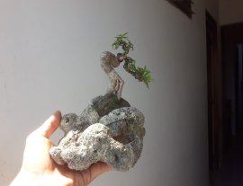 Em Kim Dòn siêu mini ký đá thấm thủy...