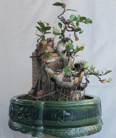 Si búp đỏ Bình Định
