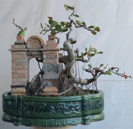 Si búp đỏ Bình Định